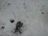 rc in snow.jpg