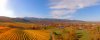 vineyard-aerial-panorama.jpg